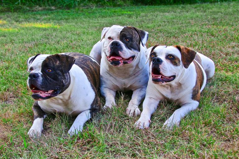 Ichthyose (ARCI Hund) generatio.de